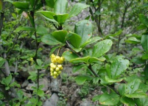 Barberry