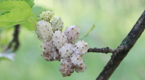 Morus Alba White Mulberry