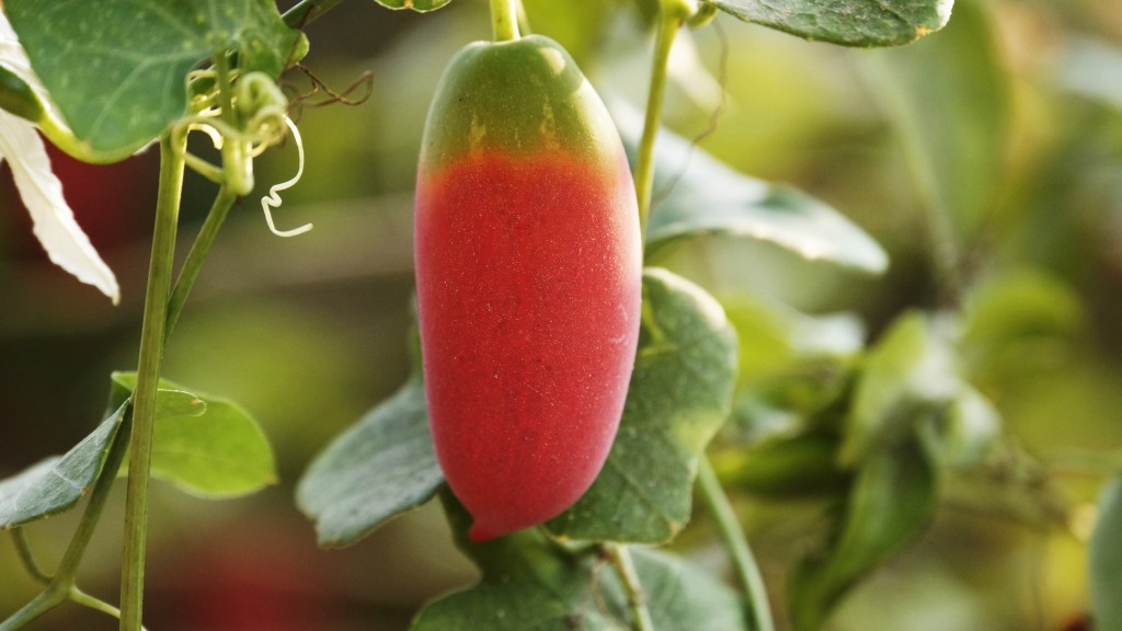 Coccinia, aka Ivy Gourd