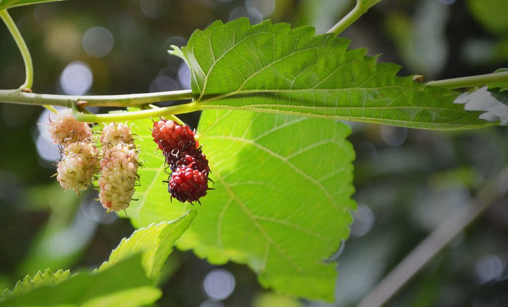 Ripening white mulberry.