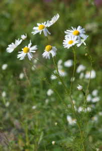 German chamomile