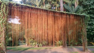 Curtain_Ivy_(Cissus_verticillata)